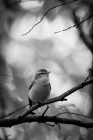 Budnicek lesni - Phylloscopus sibilatrix - Wood Warbler 1801-2